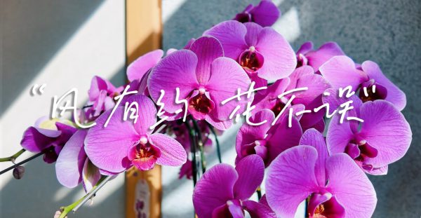 《相许》风有约,花不误,年年岁岁不相负, 落日与晚风,朝朝又暮暮。